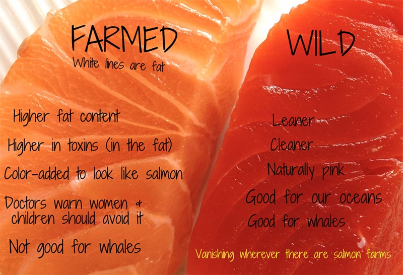 Wild-Salmon vs farmed